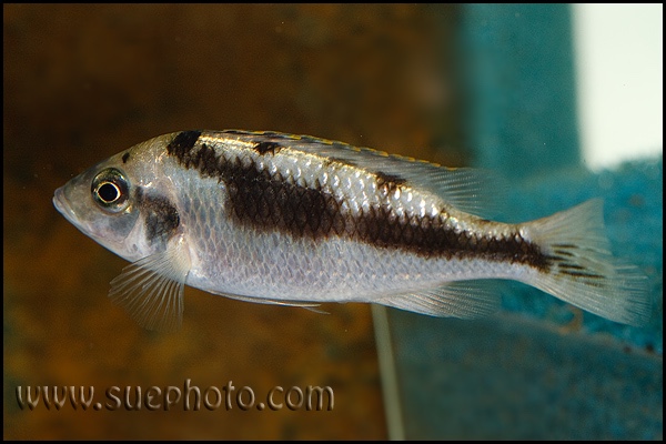 Mylochromis labidodon